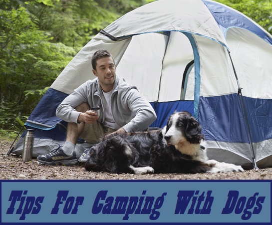 Tips For Camping With Dogs