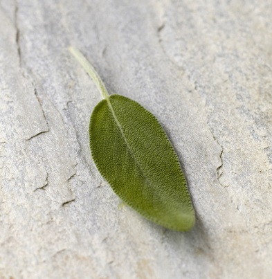 Sage leaf Repels Mosquitoes
